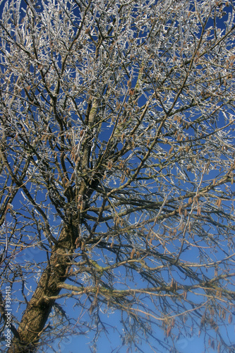 baum mit rauhreif