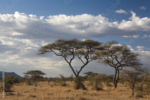 africa landscape 022 serengeti