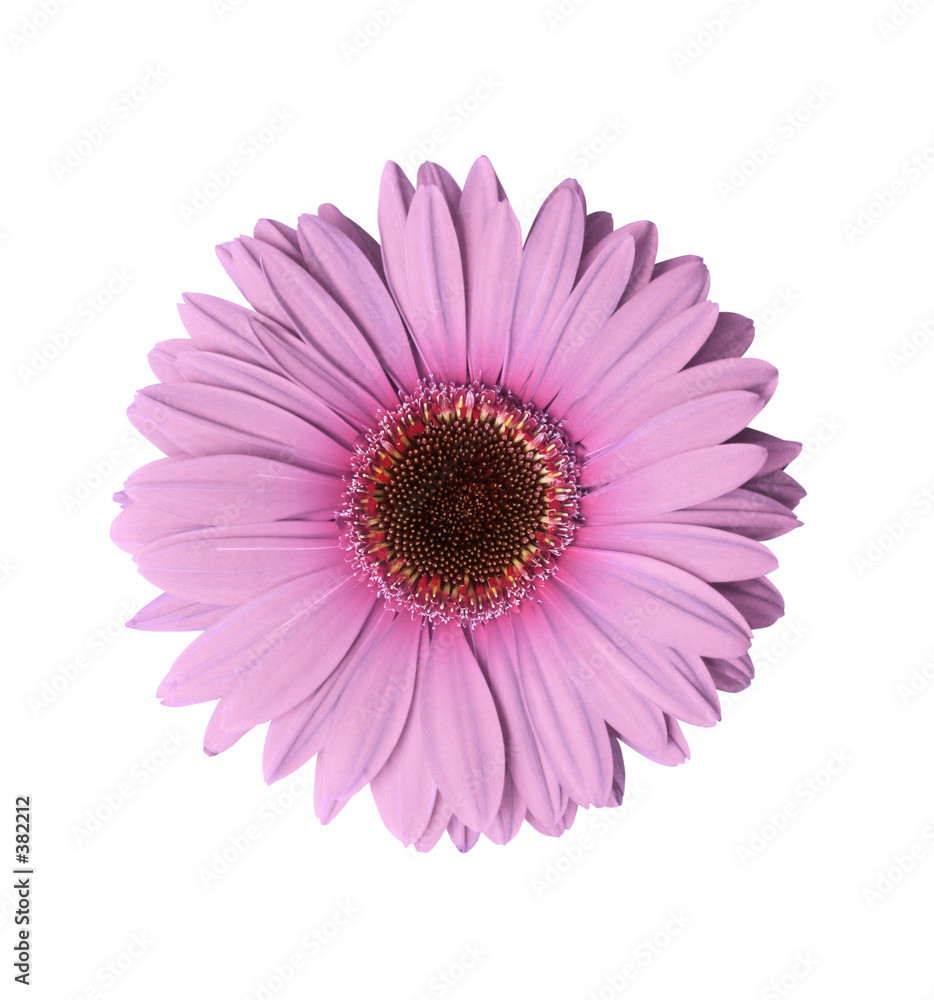 light purple gerbera flower
