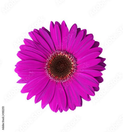 violet gerbera flower