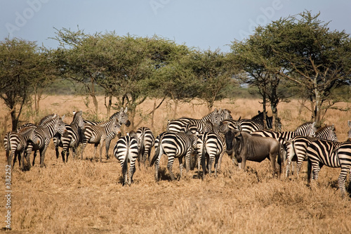 animals 029 zebra