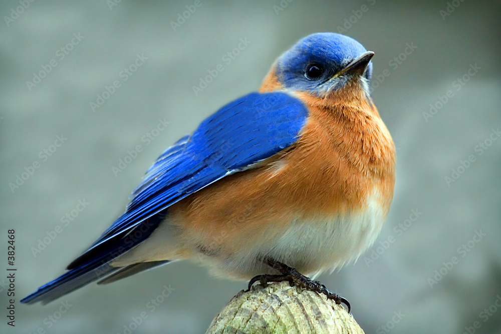 Naklejka premium male bluebird