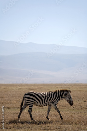 animals 061 zebra