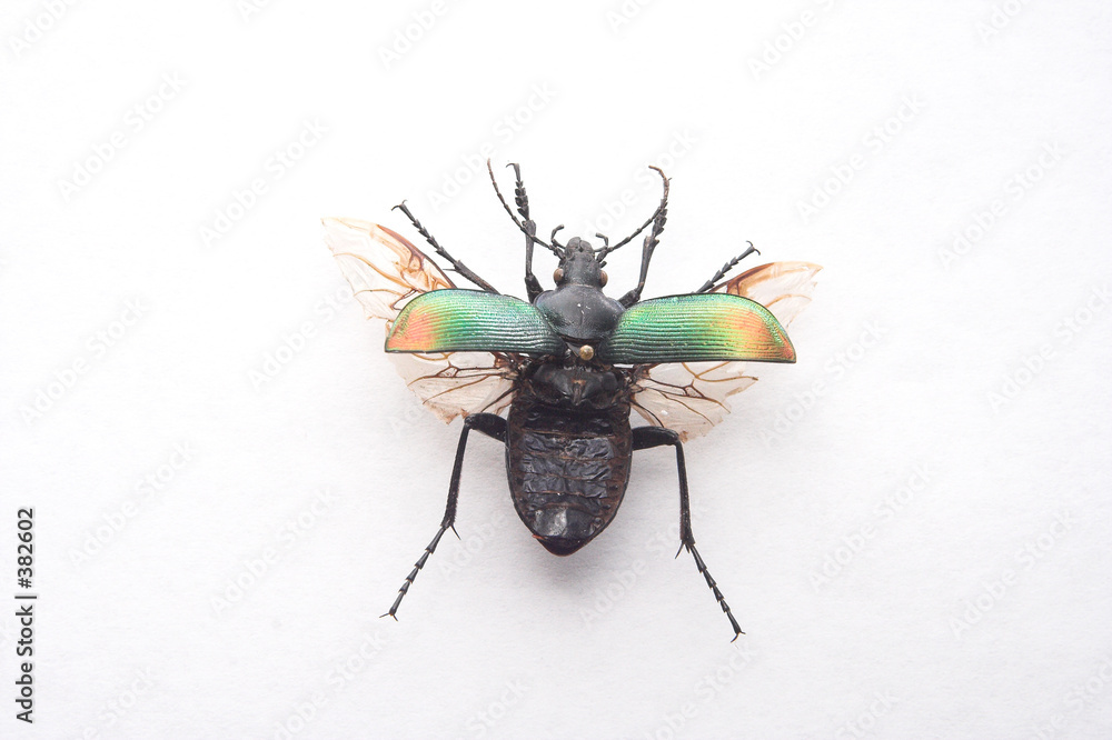 Fotografía carabus inquisitor