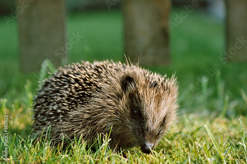 igel im garten