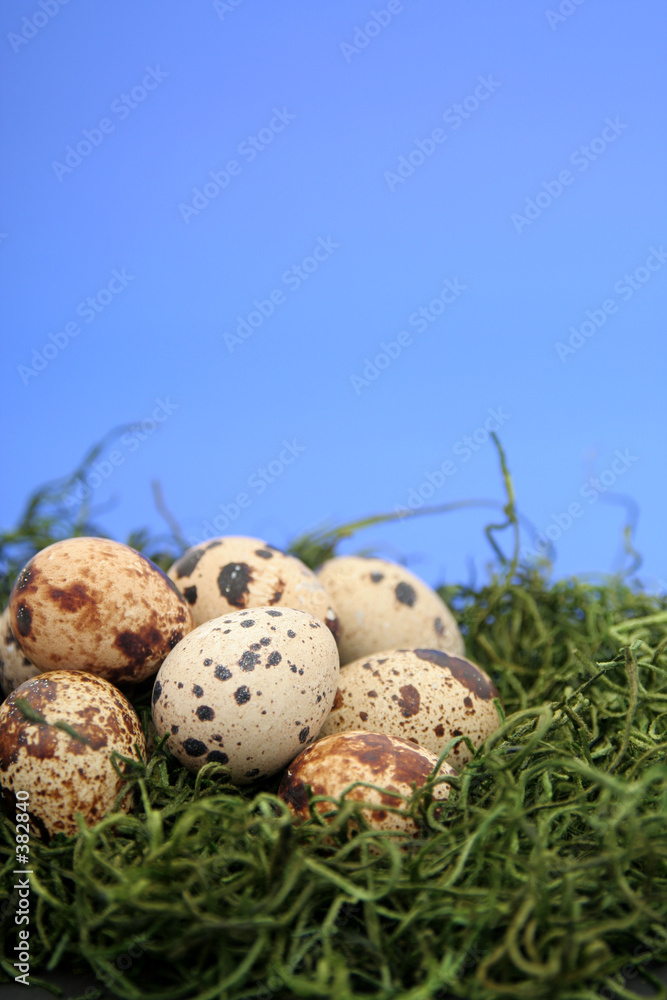 eggs in bird nest