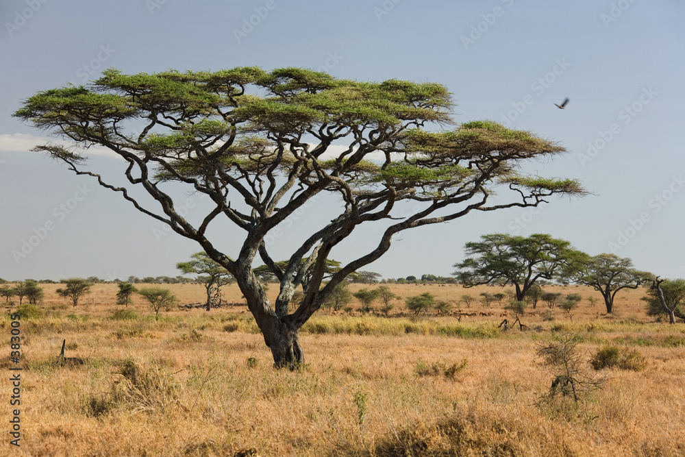 africa landscape 027 serengeti - obrazy, fototapety, plakaty 