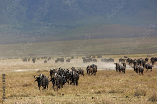 animals 071 wildebeest © vladimir kondrachov