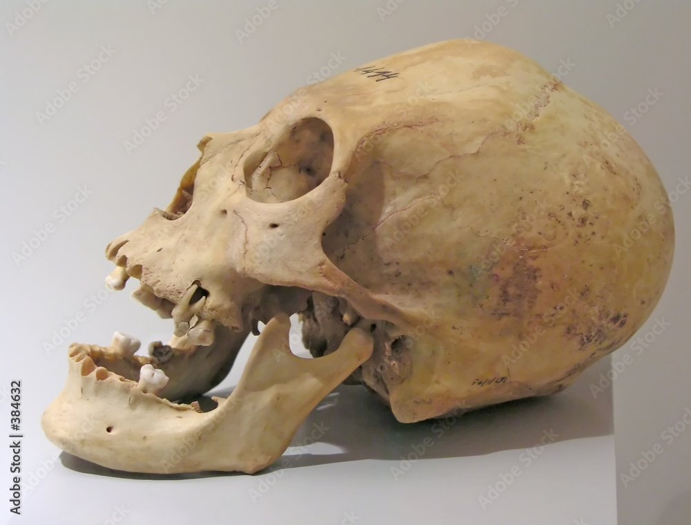 Fototapeta premium prehistoric skull