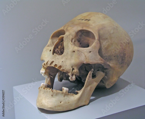 prehistoric skull