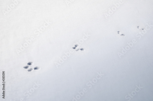 squirrel tracks