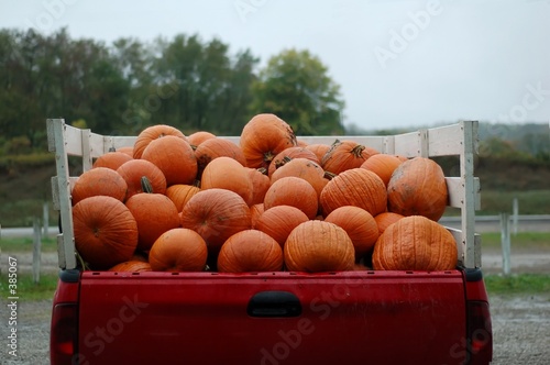 truck load of pumpkins photo