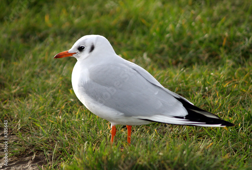 Photos black-headed gull in winter plumage