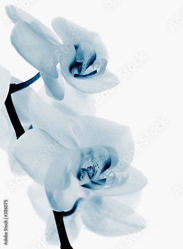 blue orchids
