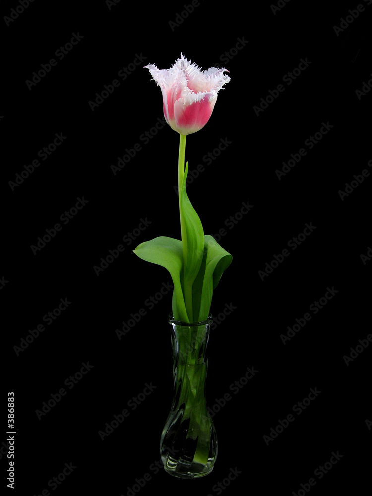 tulip in black background