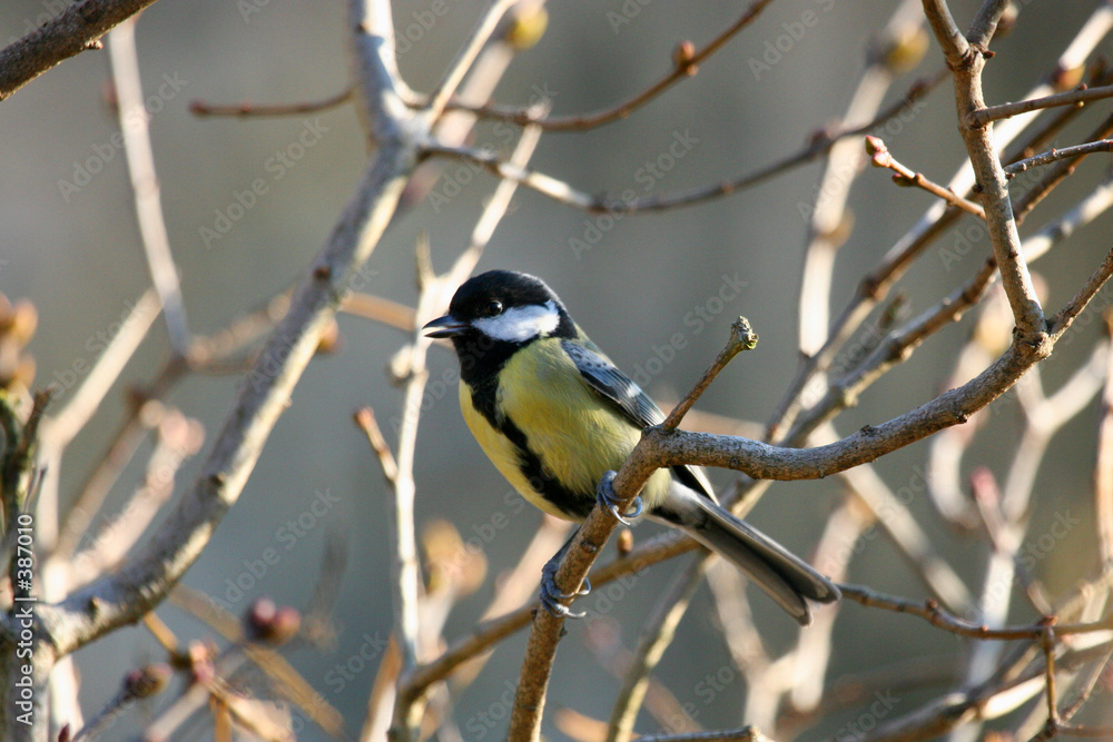 mésange charbonniere.