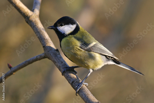 mésange charbonniere.