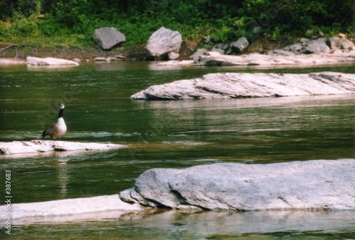 canadian goose