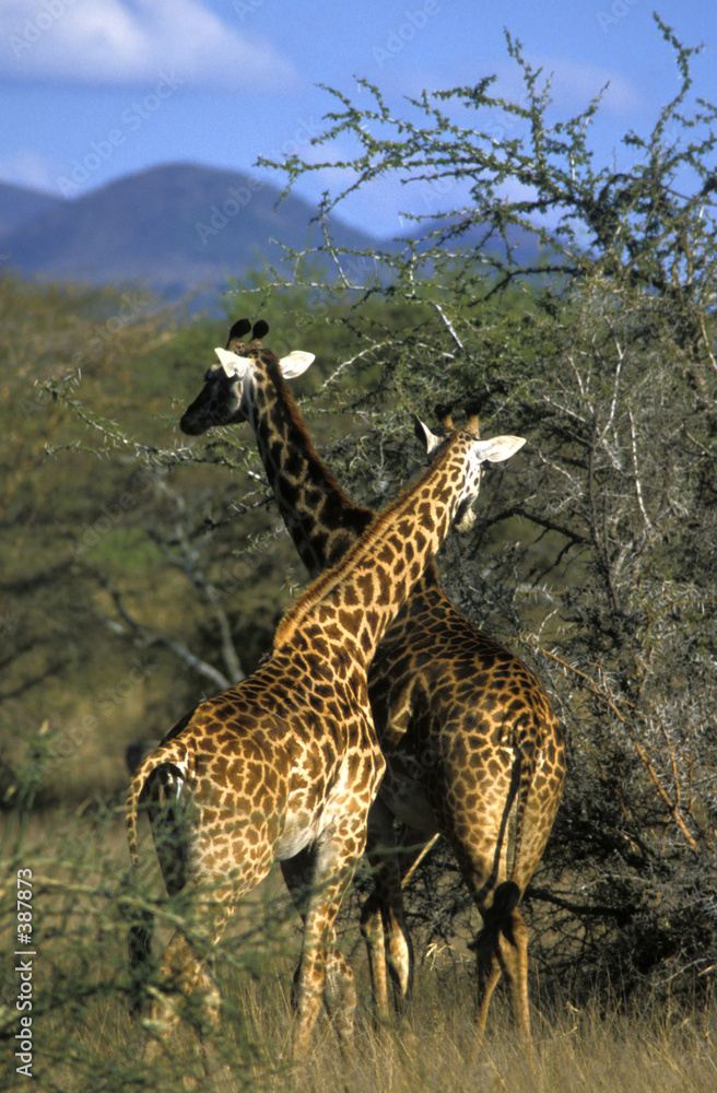 Fotografie two giraffes