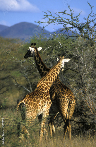Photography two giraffes