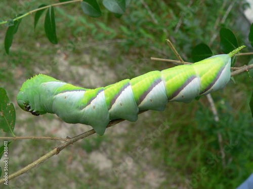 caterpillar