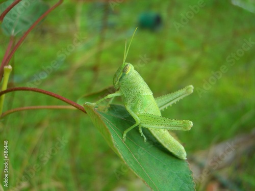 grasshopper