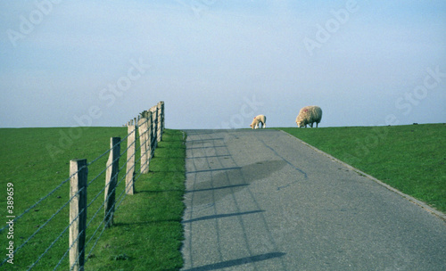 schafe auf deich