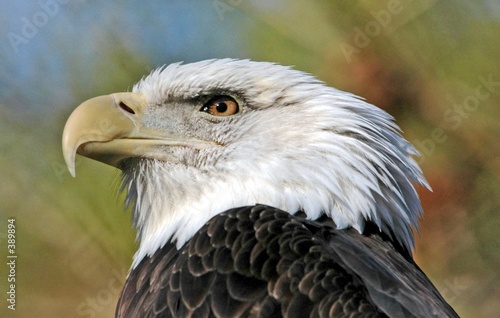 eagle