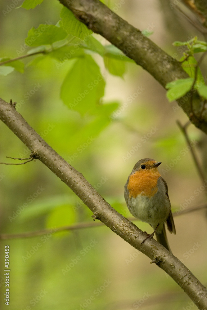 bird bird