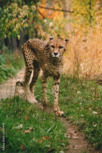 cheetah walking