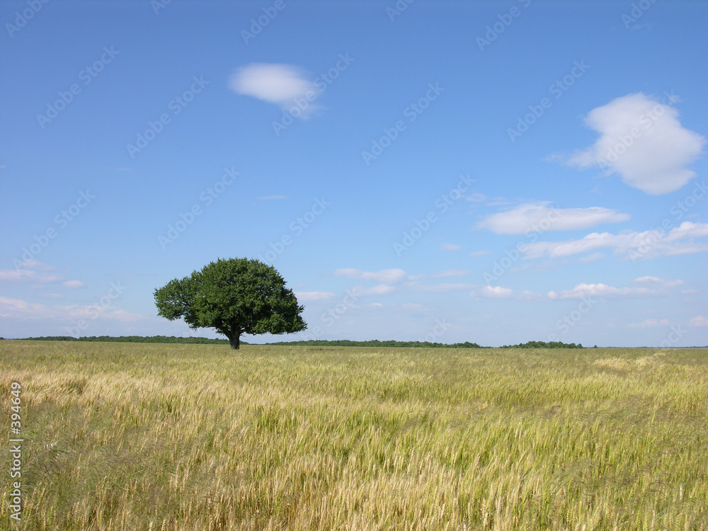 lonely tree lonely tree