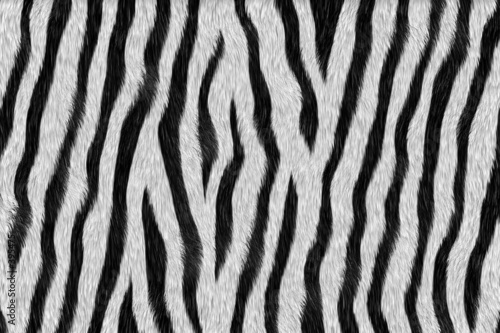 zebra animal texture skin Background