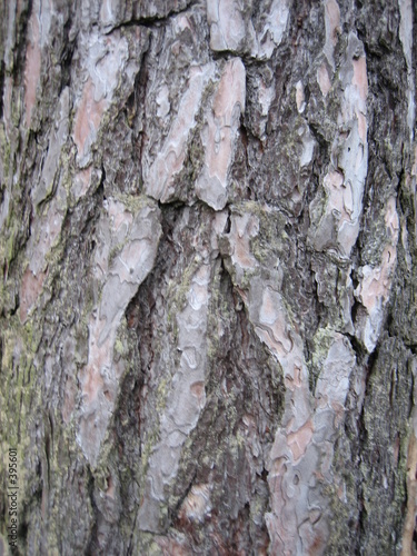 kiefer - baumrinde