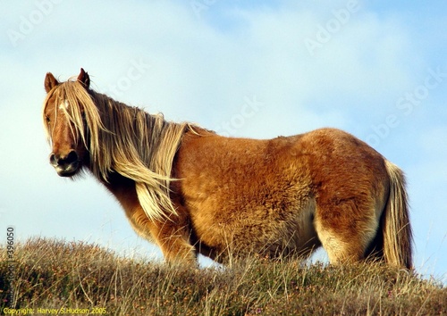Fototapeta Naklejka Na Ścianę i Meble -  welsh mountain pony