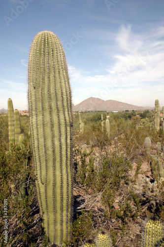 wild saguaro cactus