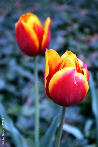 spring flowers