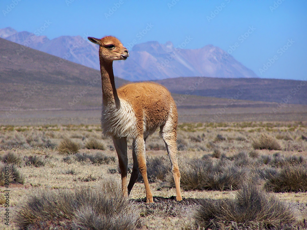 Фотография vicugna. peru