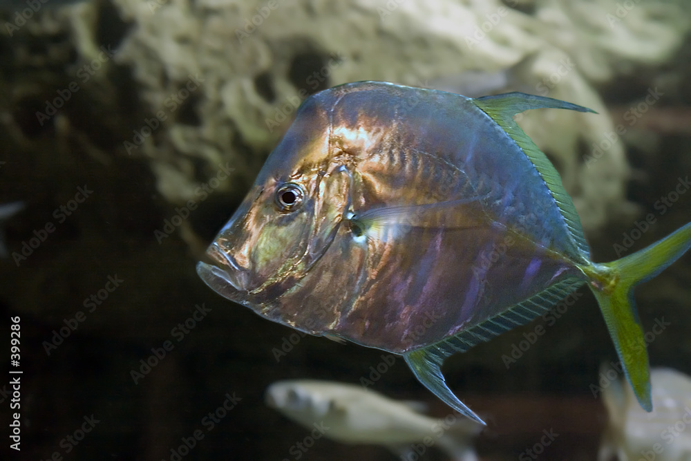 Φωτογραφία african pompano fish