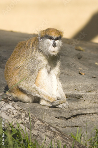 bored monkey