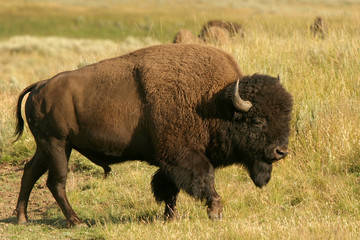 Fototapete Bison Kräftiger Bison in natürlicher Umgebung  © Melissa Peltenburg
