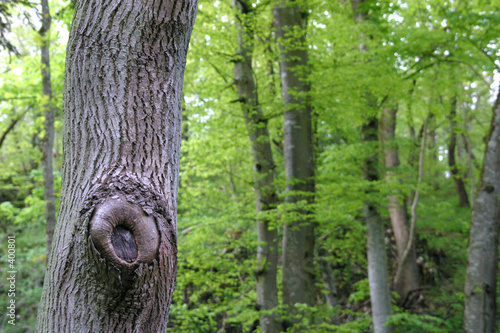 waldauge