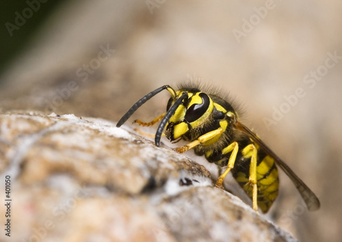 wasp © Sly