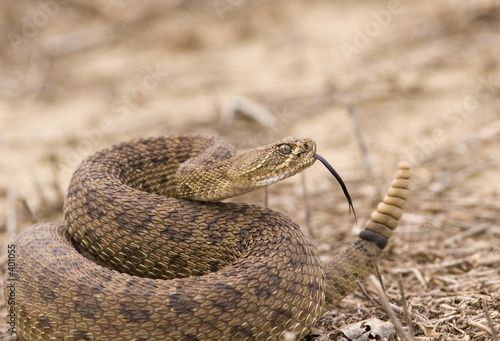 Foto rattlesnake