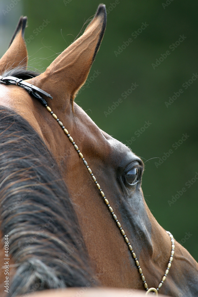 Obraz premium arabian horse