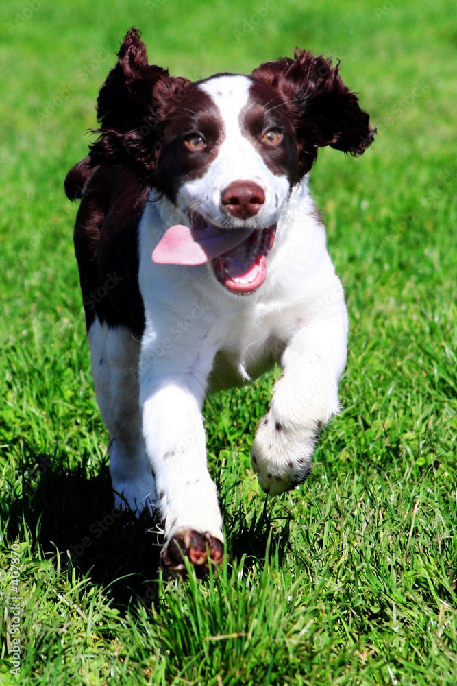 happy dog running in grass