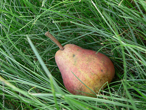 pear in a grass