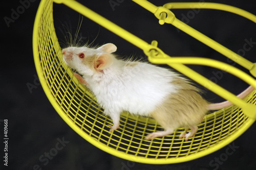 mouse on wheel