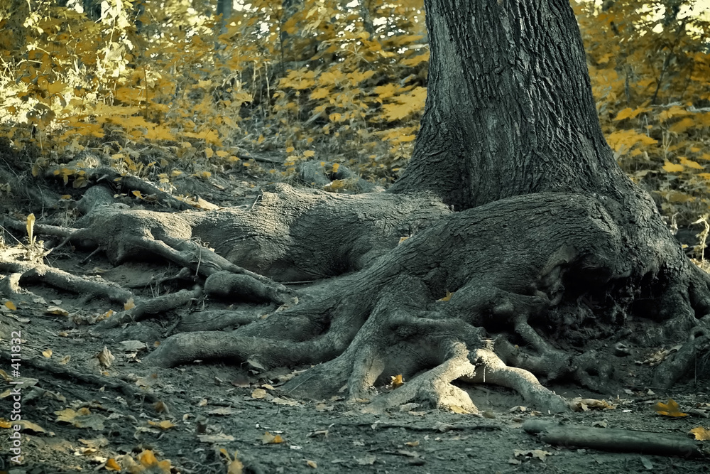 old snag old snag