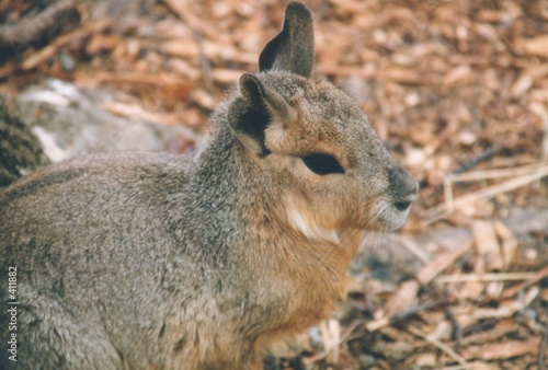 patagonian cavy - close up