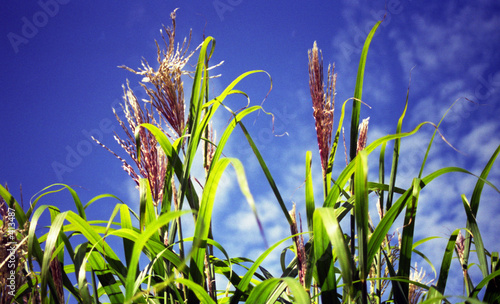 blüten von maispflanzen
